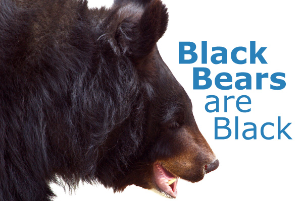 Are Black Bears Black?