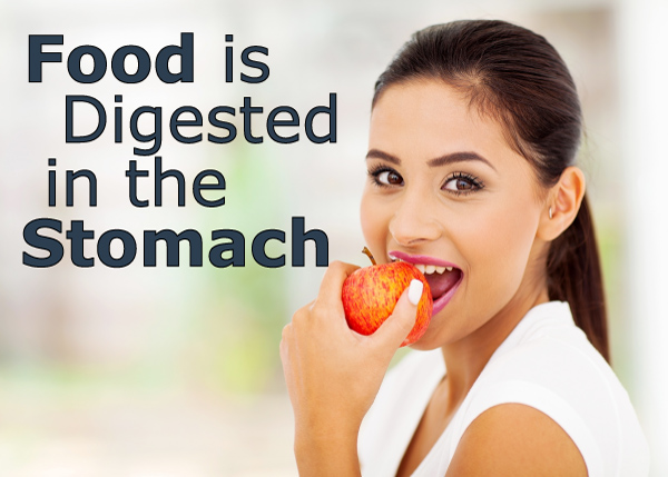 Is Food Digested in the Stomach?