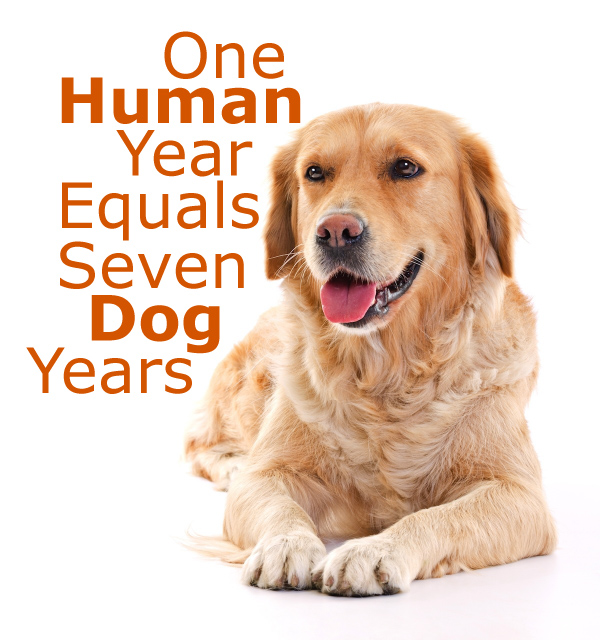 how many years is one dog year in human years