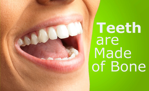 Are Teeth Made of Bone?