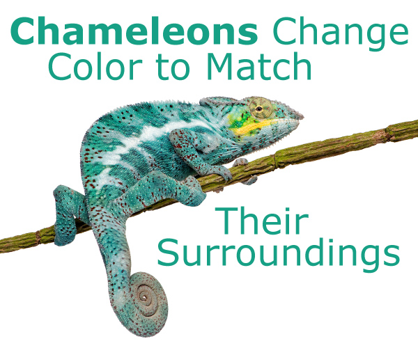 Can Chameleons Change Color to Match Their Surroundings?