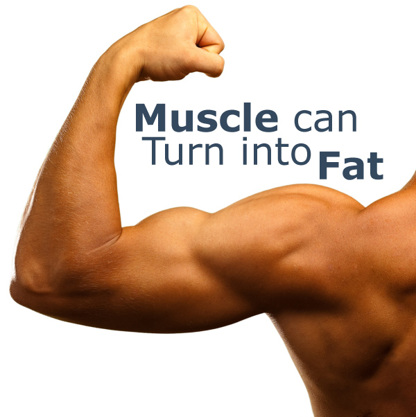Can Muscle Turn into Fat?