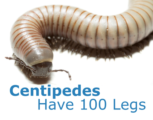 Do Centipedes Have 100 Legs?