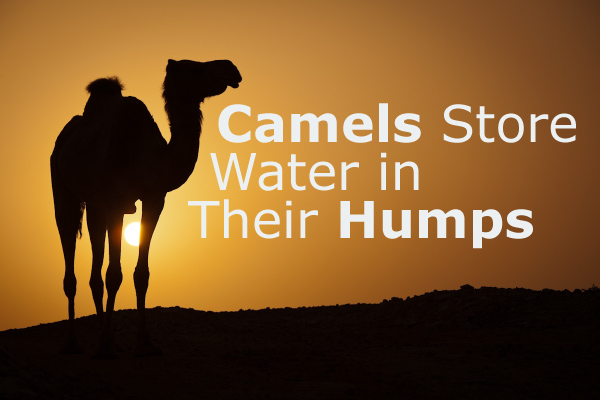 Do Camels Store Water in Their Humps?