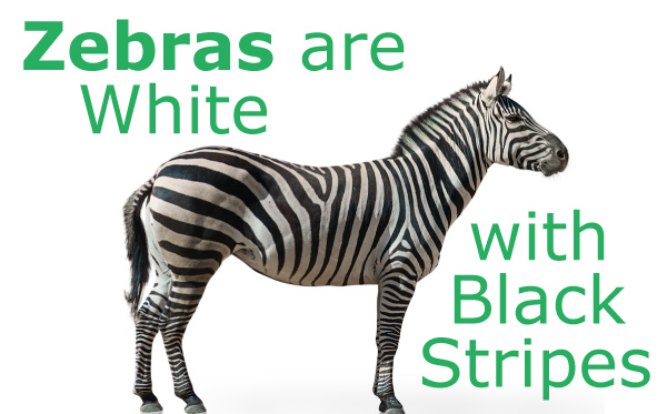 Are Zebras White with Black Stripes?