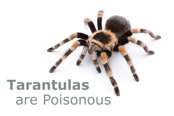 Are Tarantulas Poisonous?