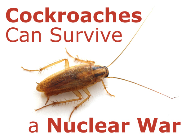 Can Cockroaches Survive a Nuclear War? - Don't Believe That!