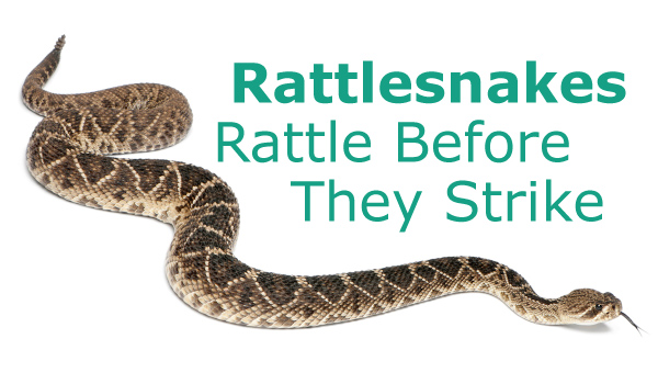 Do Rattlesnakes Rattle Before They Strike?