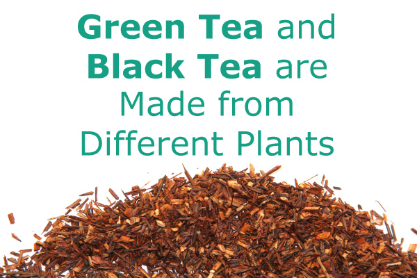 Are Green Tea and Black Tea Made from Different Plants?