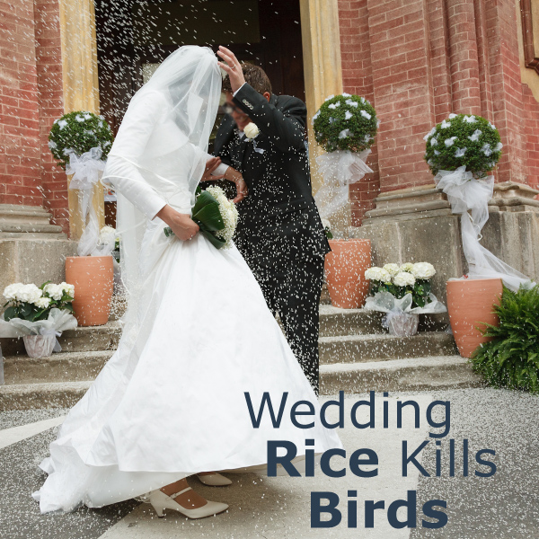 Does Wedding Rice Kill Birds?