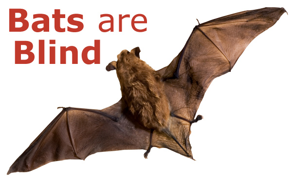 Are Bats Blind?