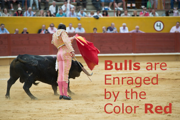 Are Bulls Enraged by the Color Red?