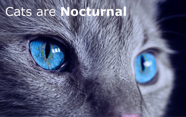 Are Cats Nocturnal?