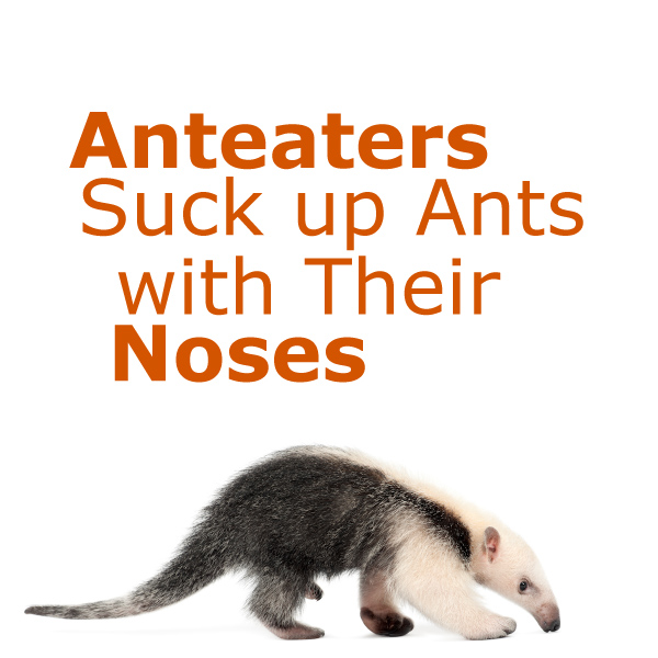 Do Anteaters Use Their Long Noses to Suck up Ants?